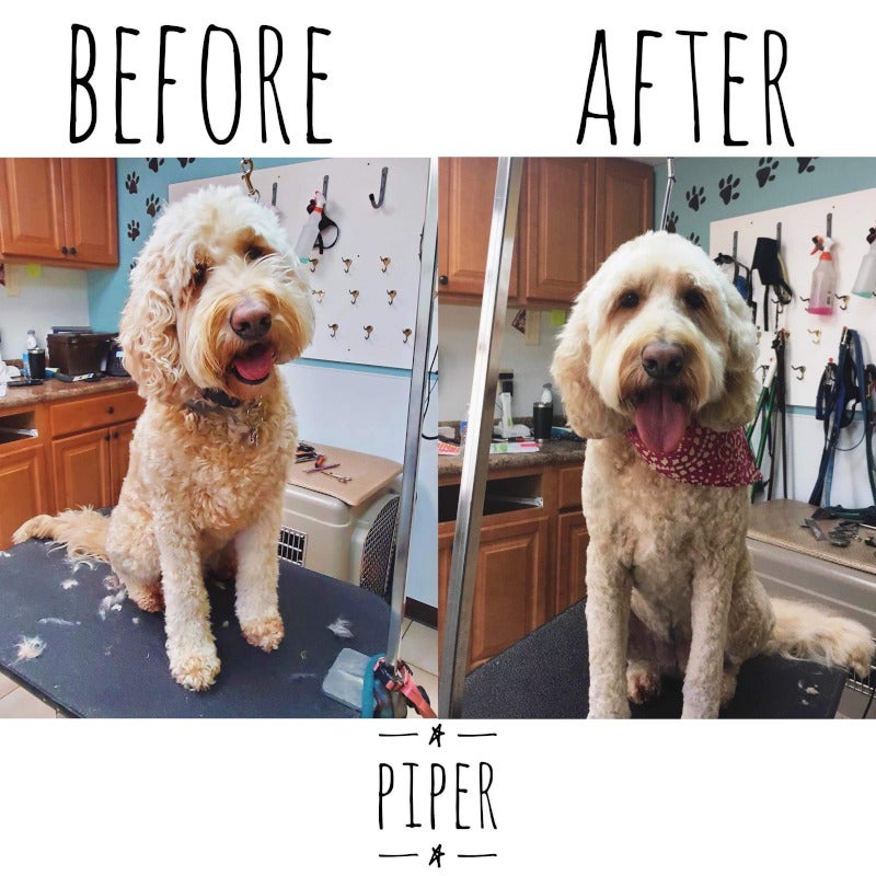 Pet Grooming Photo Gallery Mansfield, MA Kozy Kennels