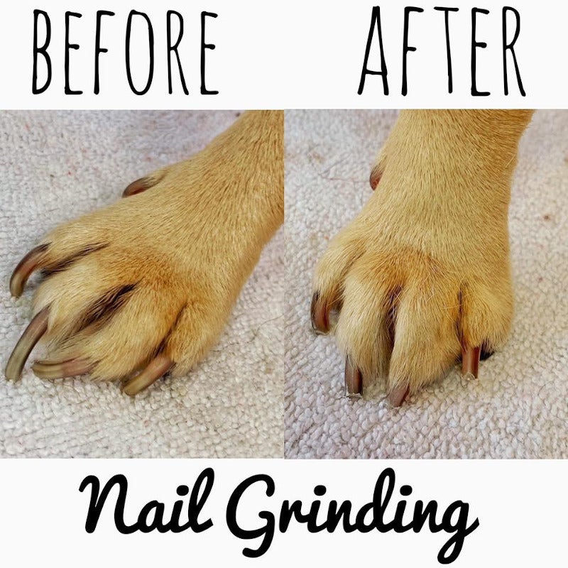 Pet Grooming Photo Gallery Mansfield, MA Kozy Kennels