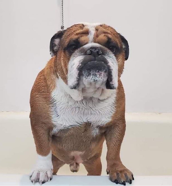 Pet Grooming Photo Gallery Mansfield, MA Kozy Kennels