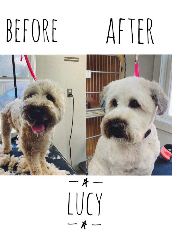 Pet Grooming Photo Gallery Mansfield, MA Kozy Kennels