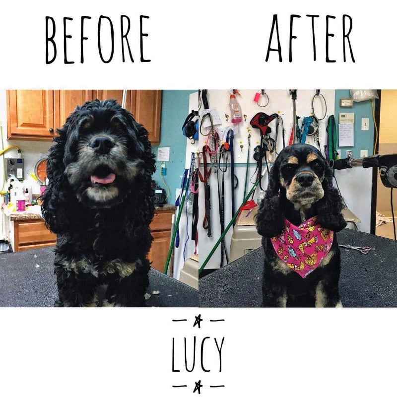 Pet Grooming Photo Gallery Mansfield, MA Kozy Kennels