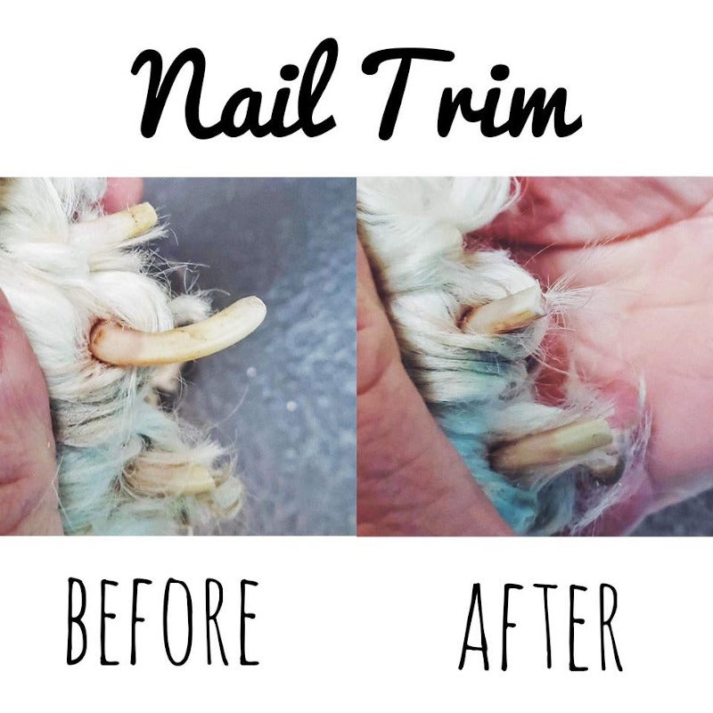 Pet Grooming Photo Gallery Mansfield, MA Kozy Kennels