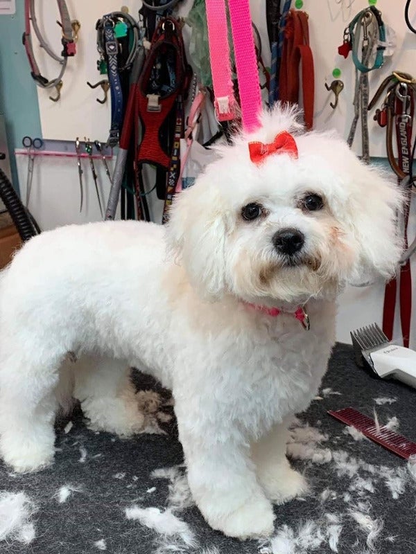 Pet Grooming Photo Gallery Mansfield, MA Kozy Kennels