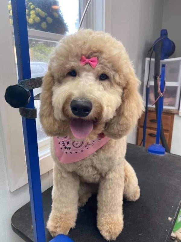 Pet Grooming Photo Gallery Mansfield, MA Kozy Kennels