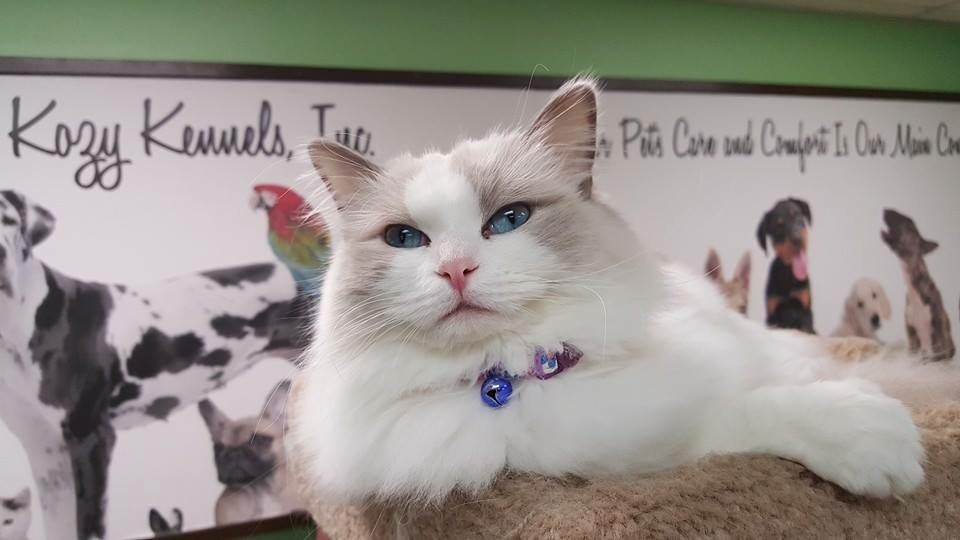 Cat Boarding Services Mansfield, MA Kozy Kennels
