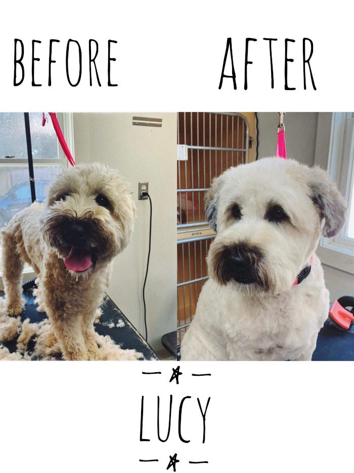 Grooming Rates Kozy Kennels