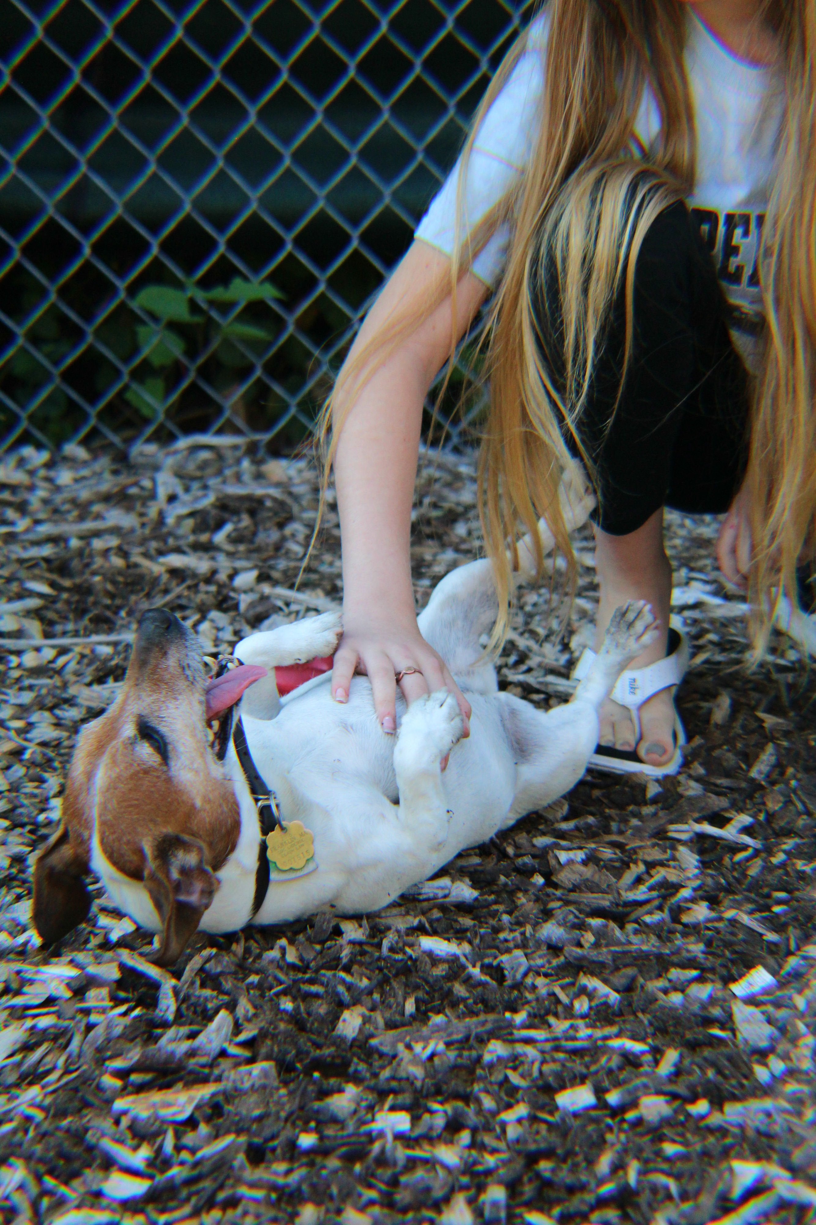 Pet Boarding Photo Gallery Kozy Kennels in Mansfield, MA