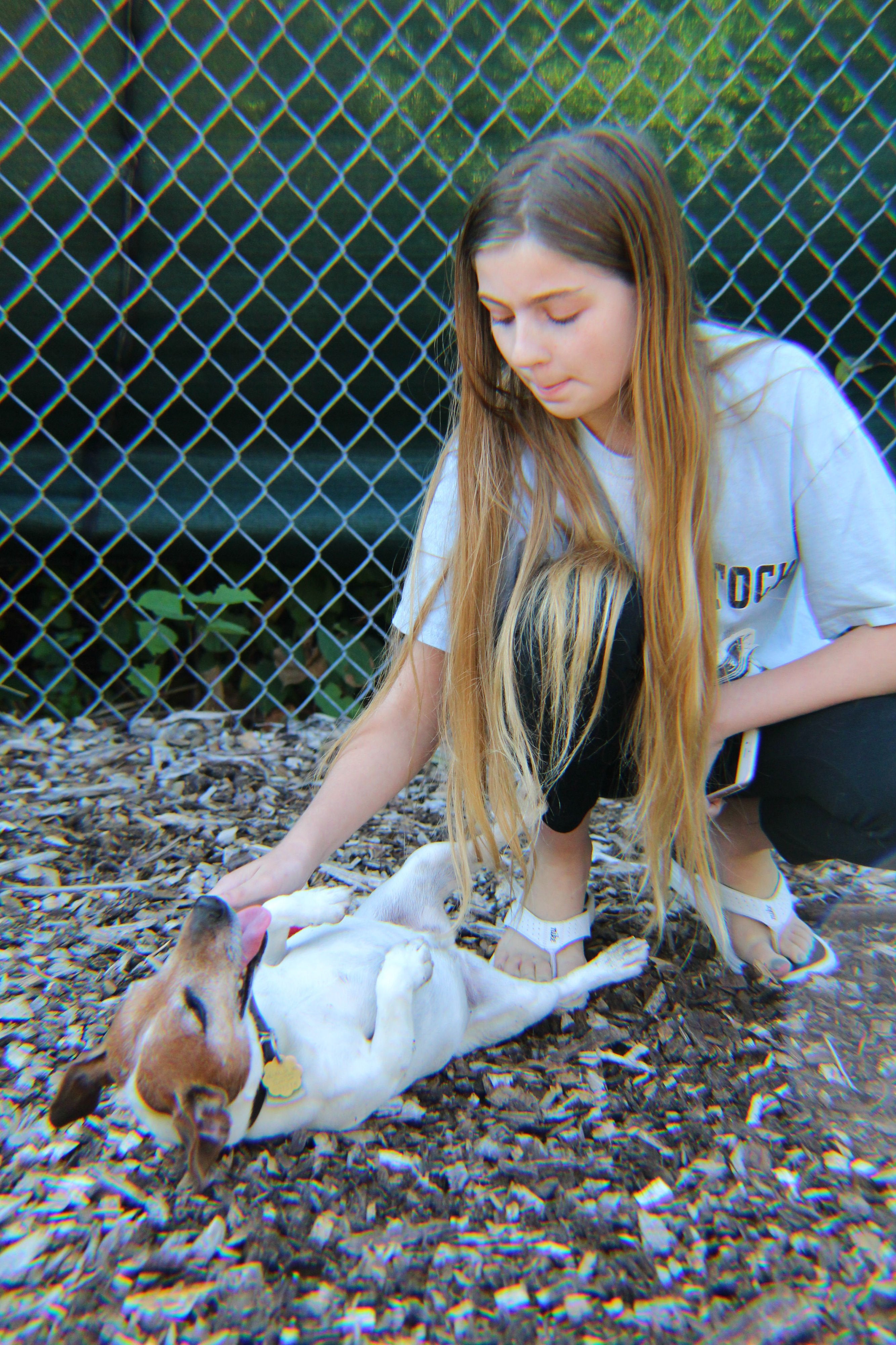 Pet Boarding Photo Gallery Kozy Kennels in Mansfield, MA