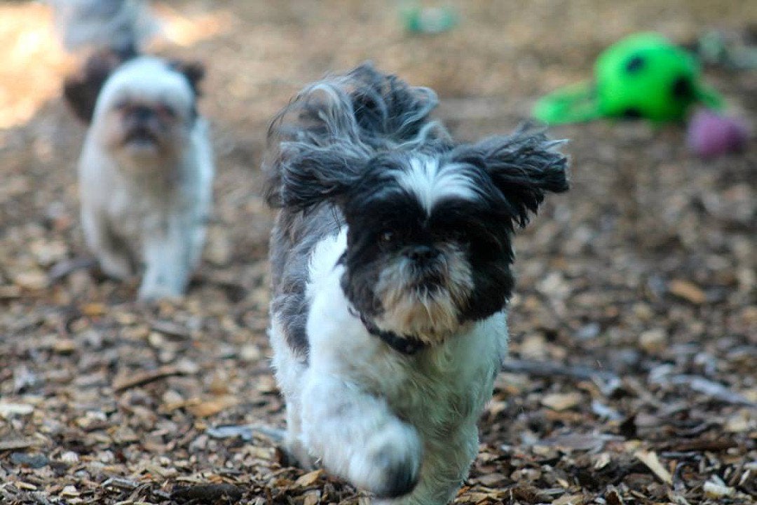 Pet Boarding Photo Gallery Kozy Kennels in Mansfield, MA