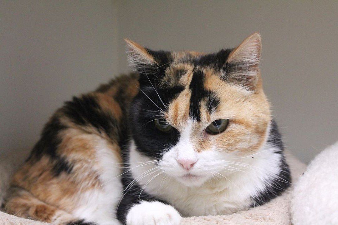 Pet Boarding Photo Gallery Kozy Kennels in Mansfield, MA