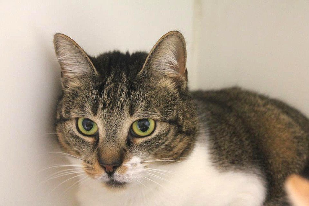 Pet Boarding Photo Gallery Kozy Kennels in Mansfield, MA