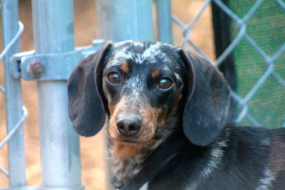 Pet Boarding Photo Gallery Kozy Kennels in Mansfield, MA