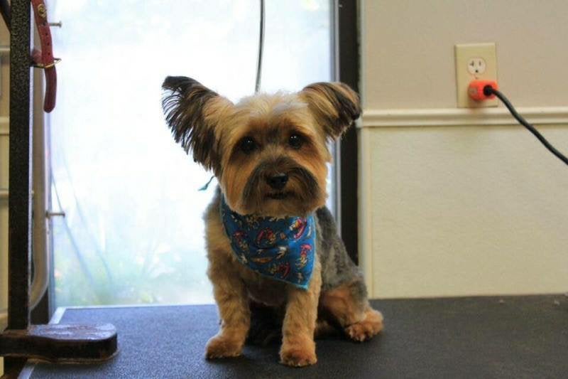 Pet Grooming Dog Grooming Mansfield, MA Kozy Kennels