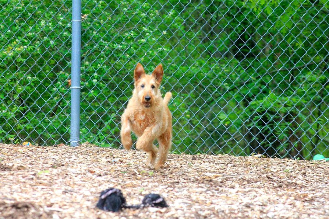 Pet Boarding Photo Gallery Kozy Kennels in Mansfield, MA