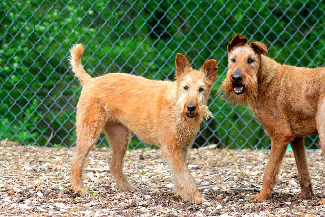 Pet Boarding Photo Gallery Kozy Kennels in Mansfield, MA