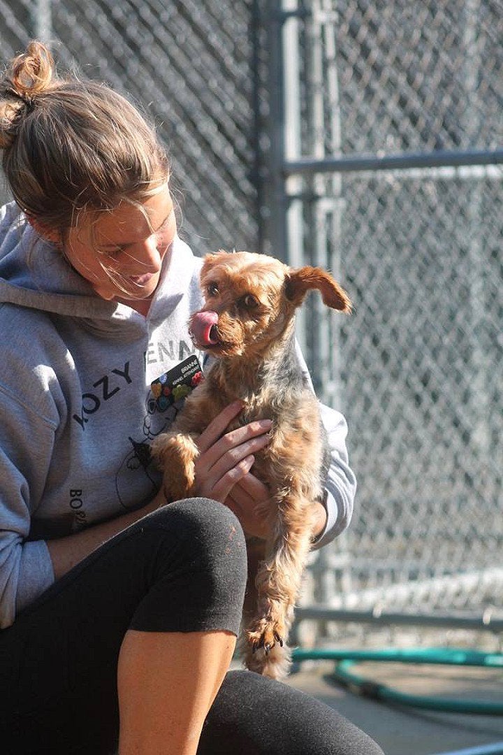 Pet Boarding Photo Gallery Kozy Kennels in Mansfield, MA