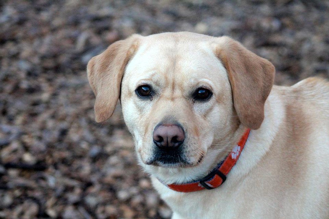 Pet Boarding Photo Gallery Kozy Kennels in Mansfield, MA